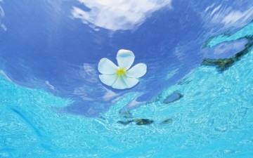 bigpreview_Maldivess Blue Sky And Turquoise Sea  Frangipani Floating On The Sea, Biyadoo Island Resort, Maldives